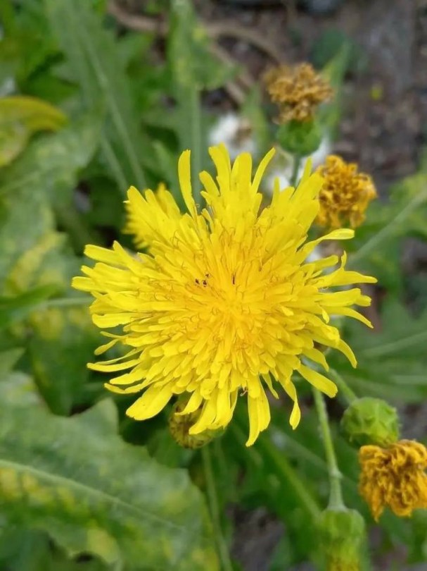 Riesengänsedistel von Teneriffa, Sonchus congestus, etnobotanika